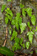 Image of Fringed Halberd Fern