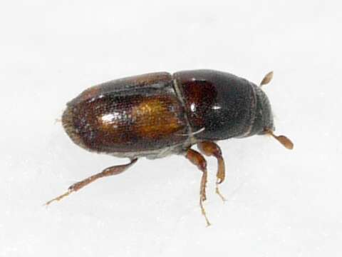 Image of Banded Elm Bark Beetle