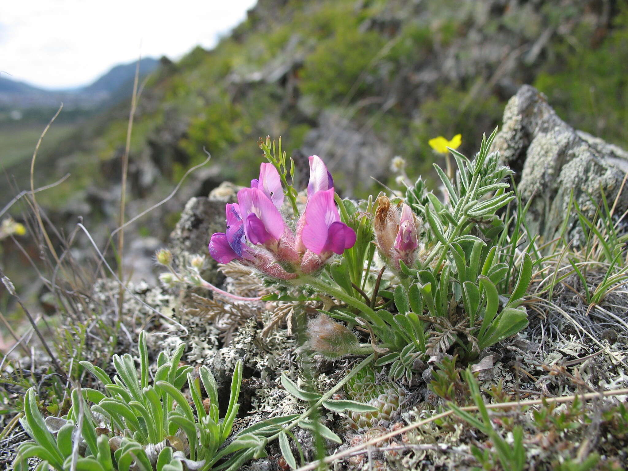 Image de Oxytropis stenophylla Bunge