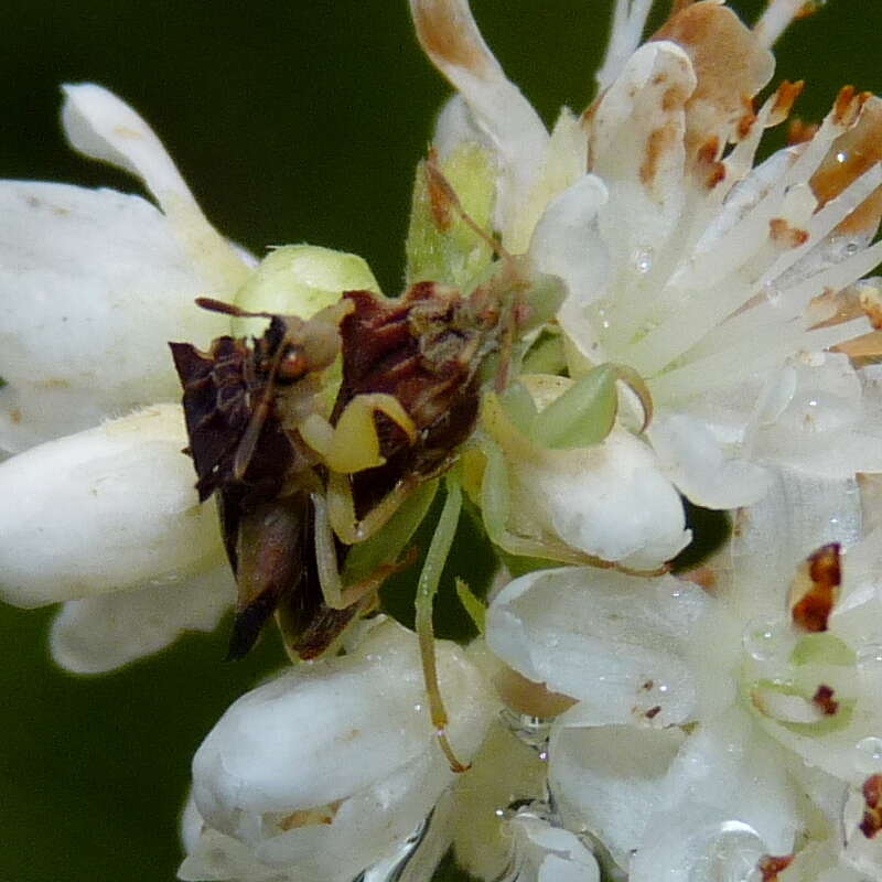 Plancia ëd Phymata pennsylvanica Handlirsch 1897