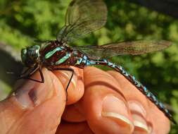 Image of Black-tipped Darner