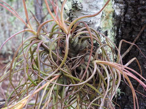 Image of Tillandsia butzii Mez