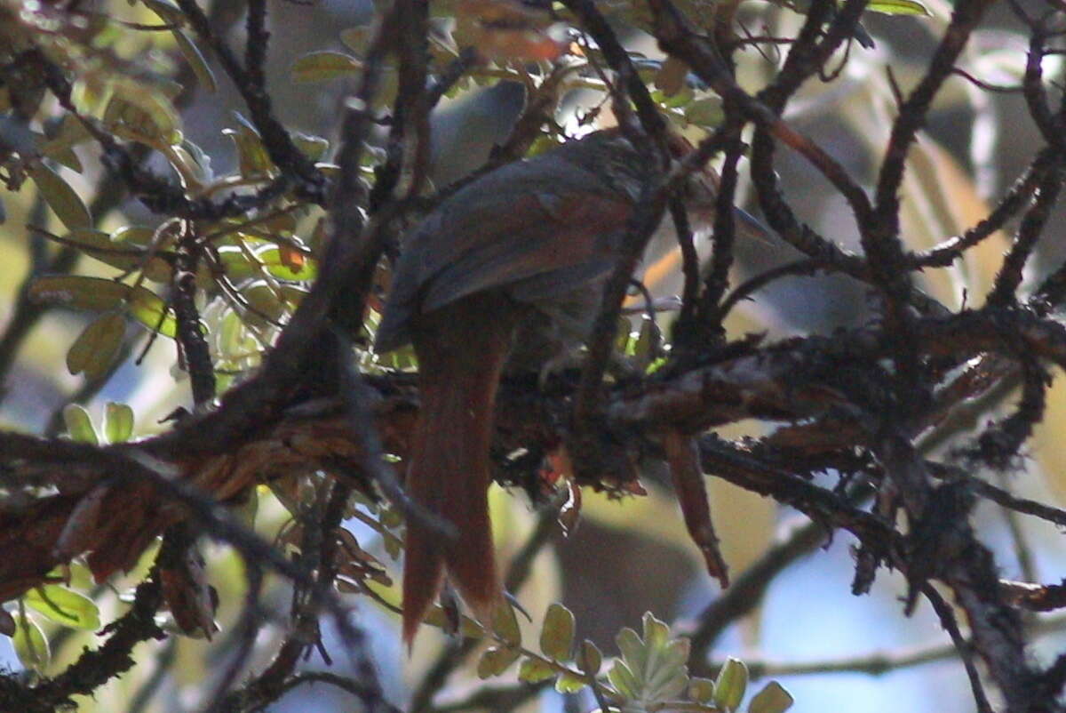 Image of Fraser's Spinetail