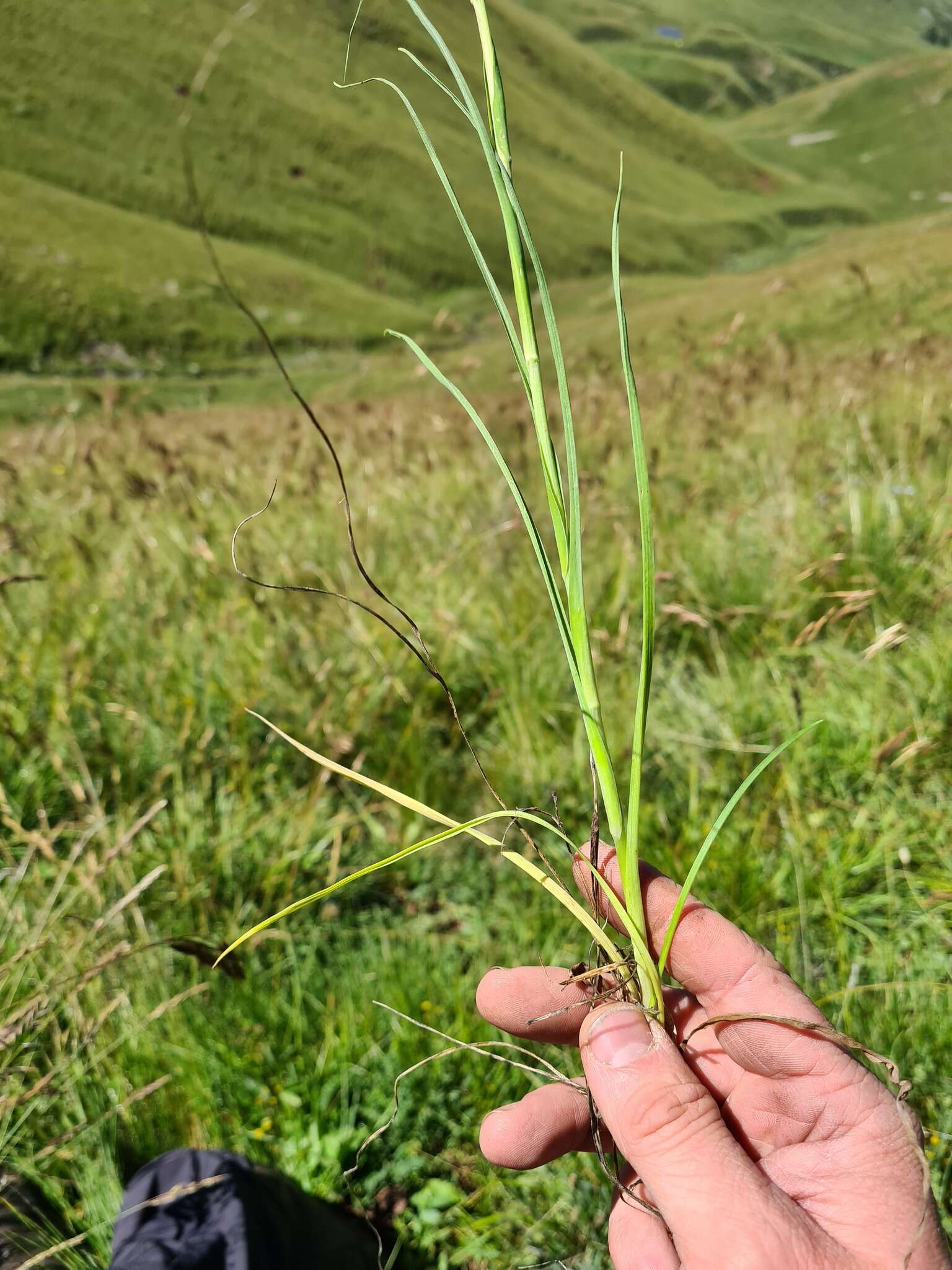 صورة Tragopogon reticulatus Boiss. & Huet