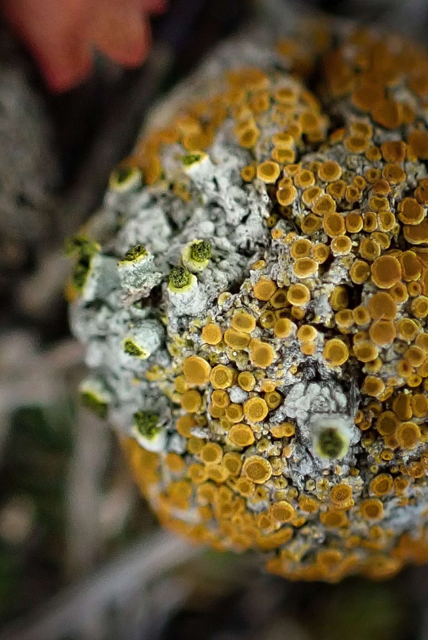 Image of texosporium lichen