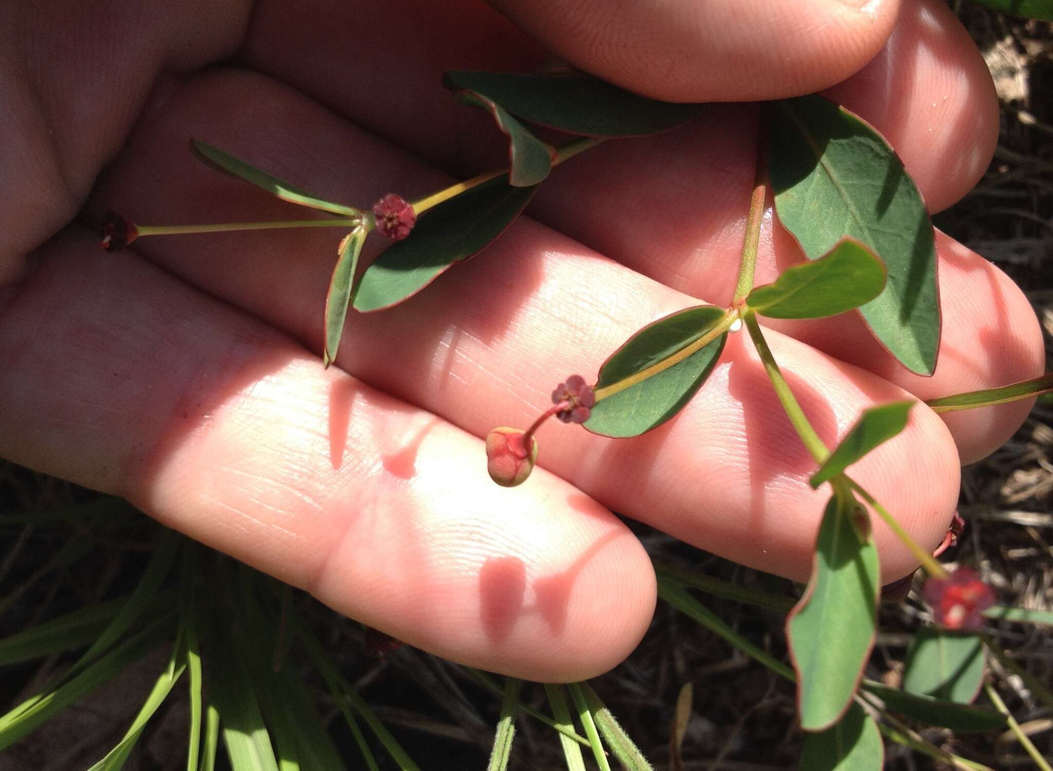 Sivun Euphorbia exserta (Small) Coker kuva