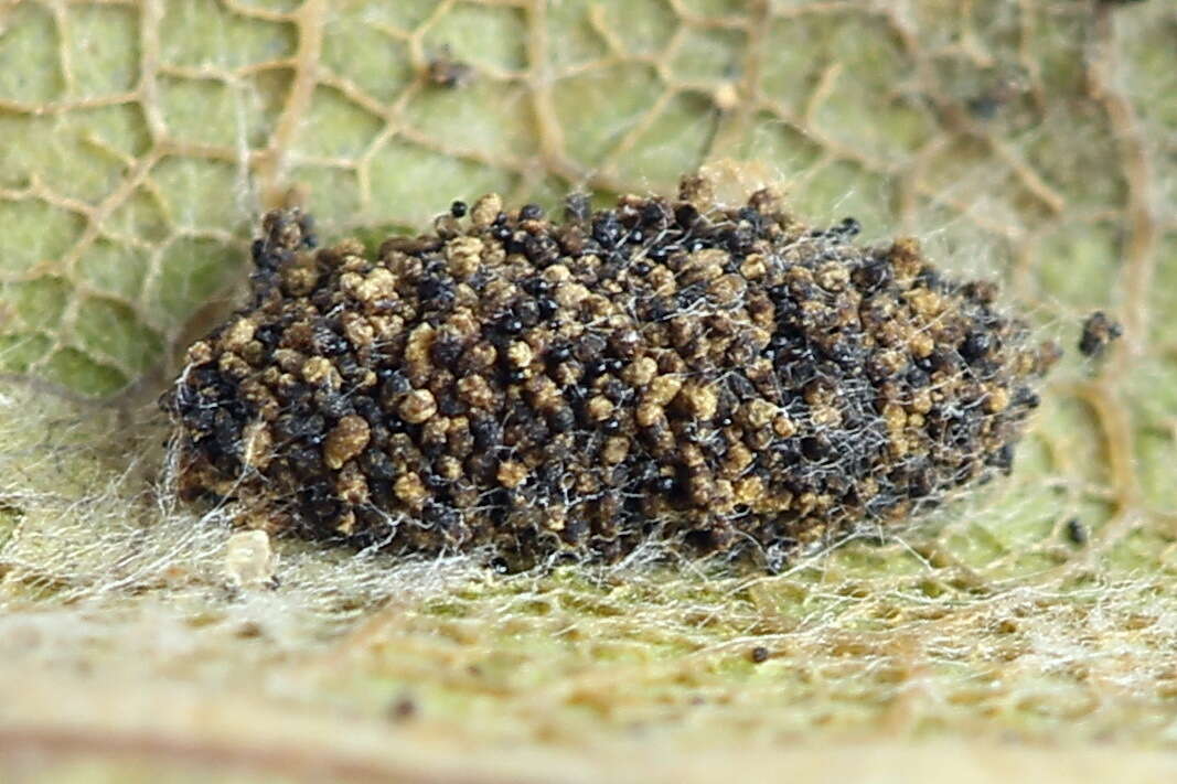 Phyllonorycter quercifoliella (Zeller 1839)的圖片