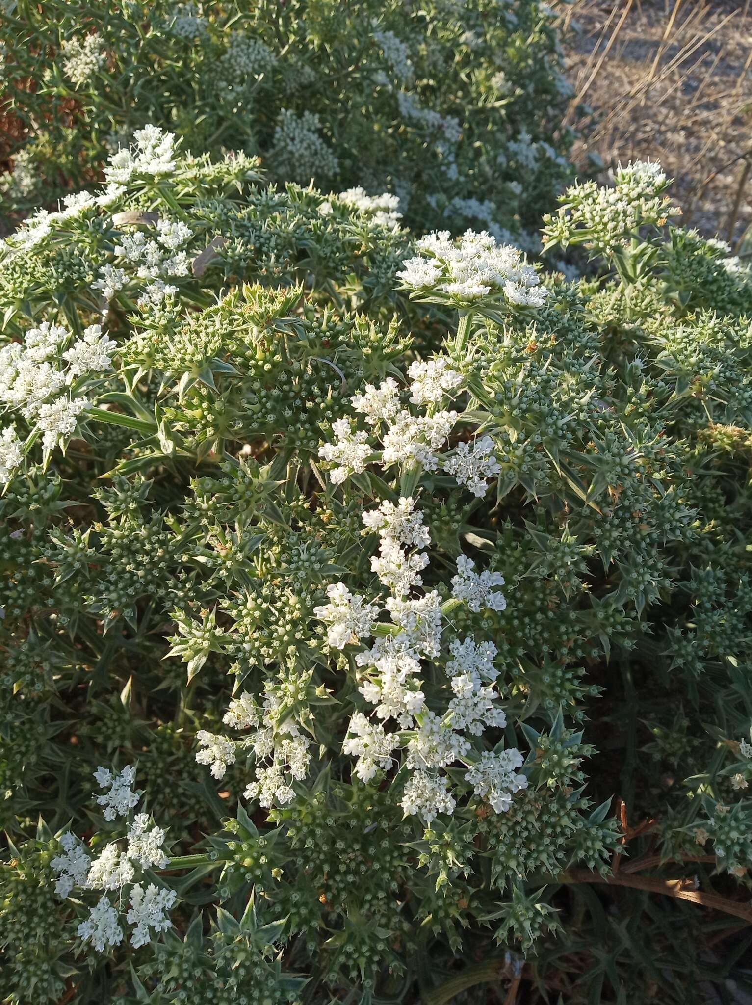 Image de Echinophora spinosa L.