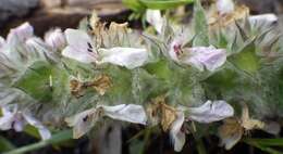 Image of Downy woundwort