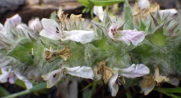 Image of Downy woundwort