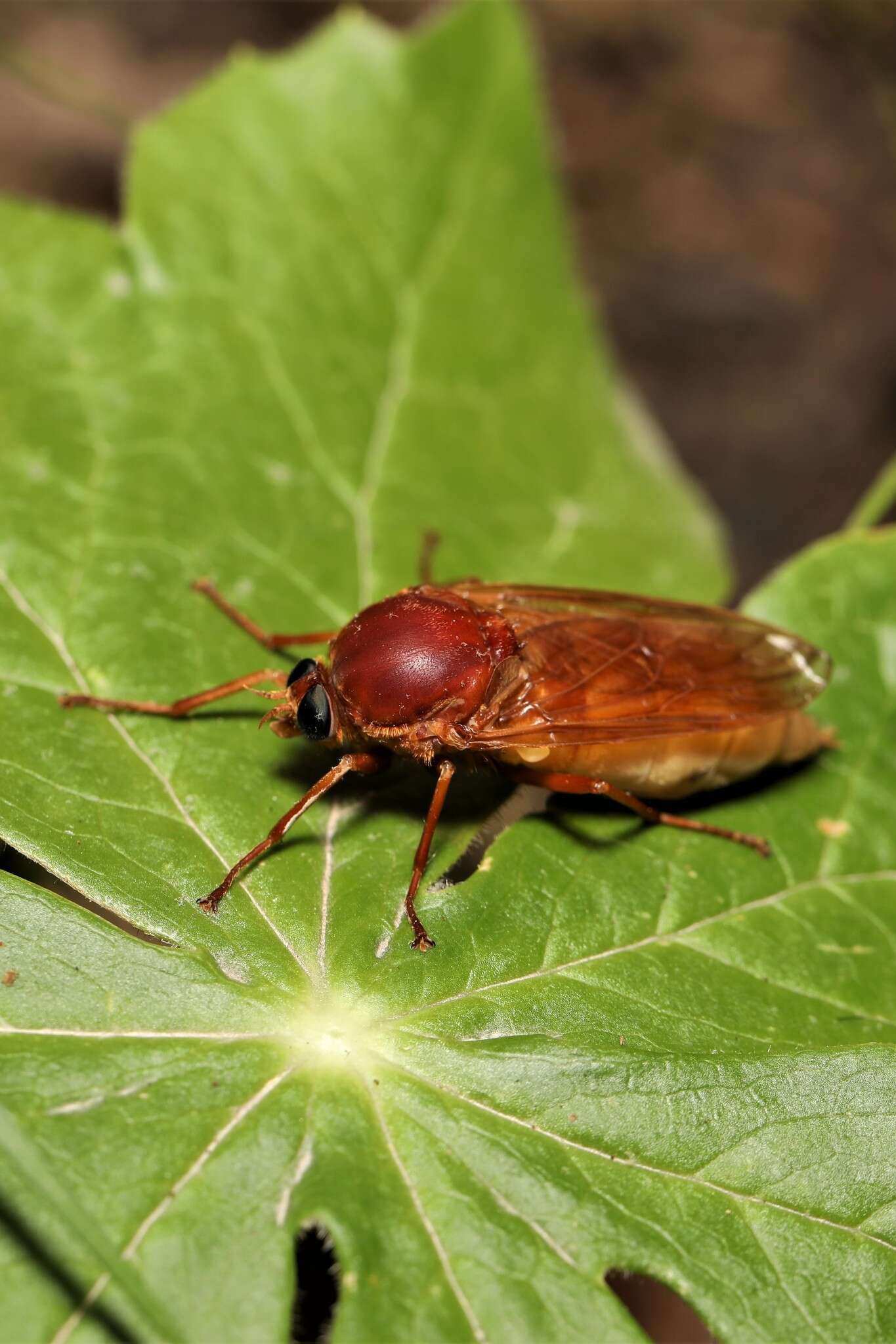 Image of Coenomyia