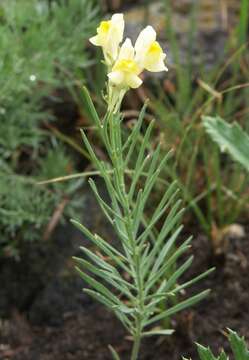 Слика од Linaria debilis Kuprian.