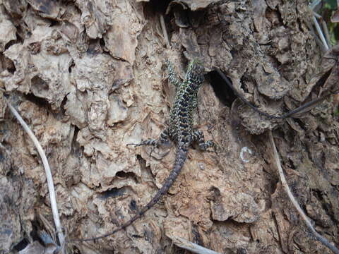 Image of Keeled Whorltail Iguana