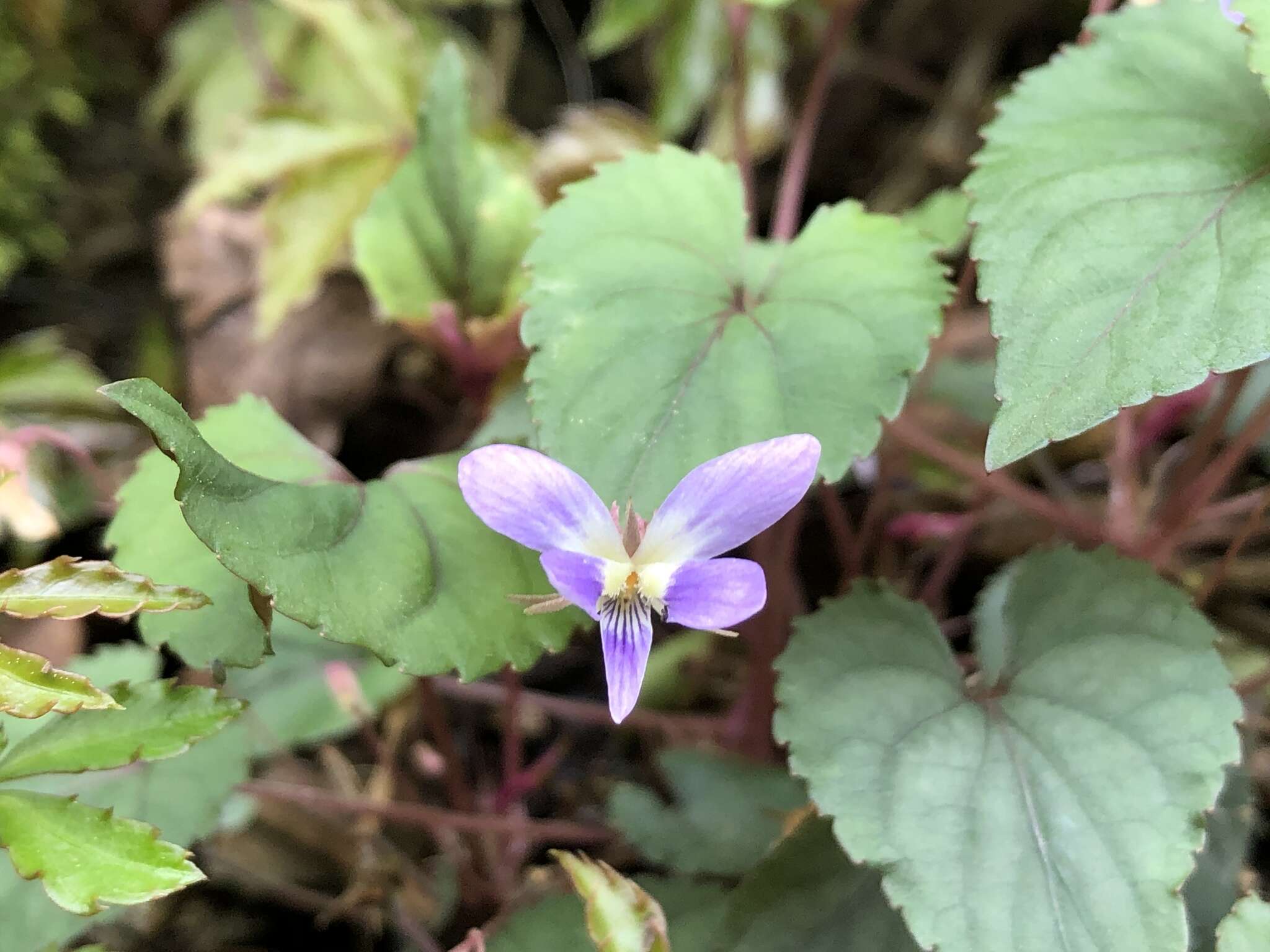 Image of Viola shinchikuensis Yamam.