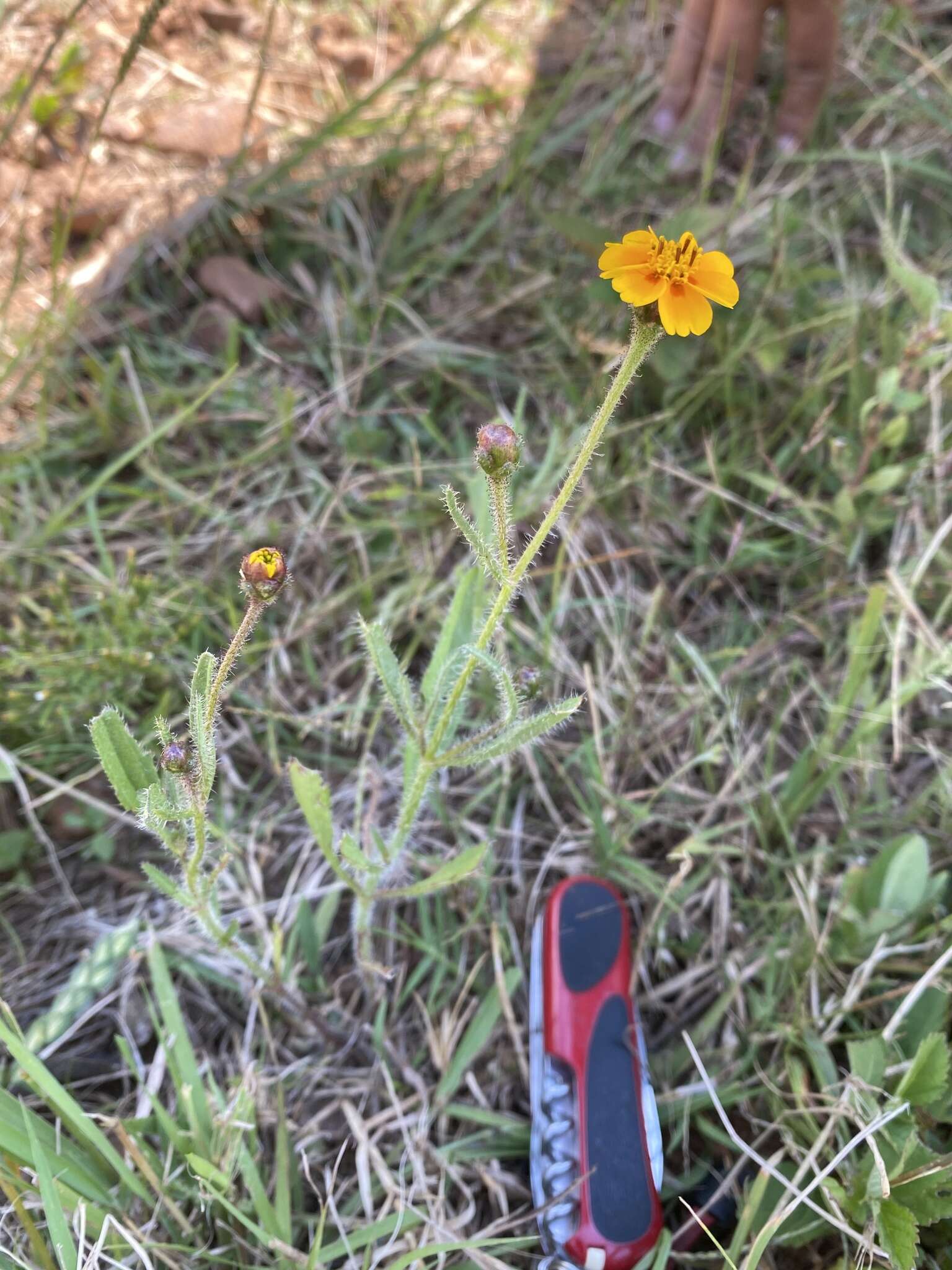 Image de Tridax trilobata (Cav.) Hemsl.