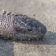 Image of Dwarf Seasnake