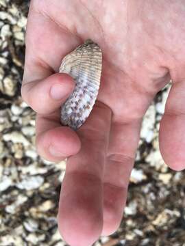 Image of Atlantic turkey wing