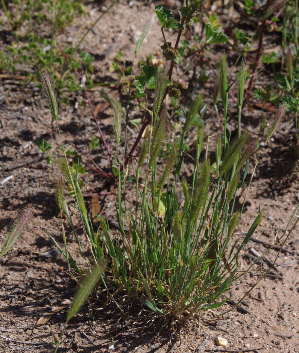 صورة Hordeum murinum subsp. glaucum (Steud.) Tzvelev