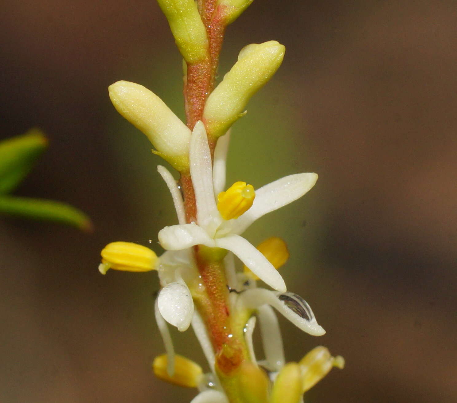 Imagem de Symphionema montanum R. Br.