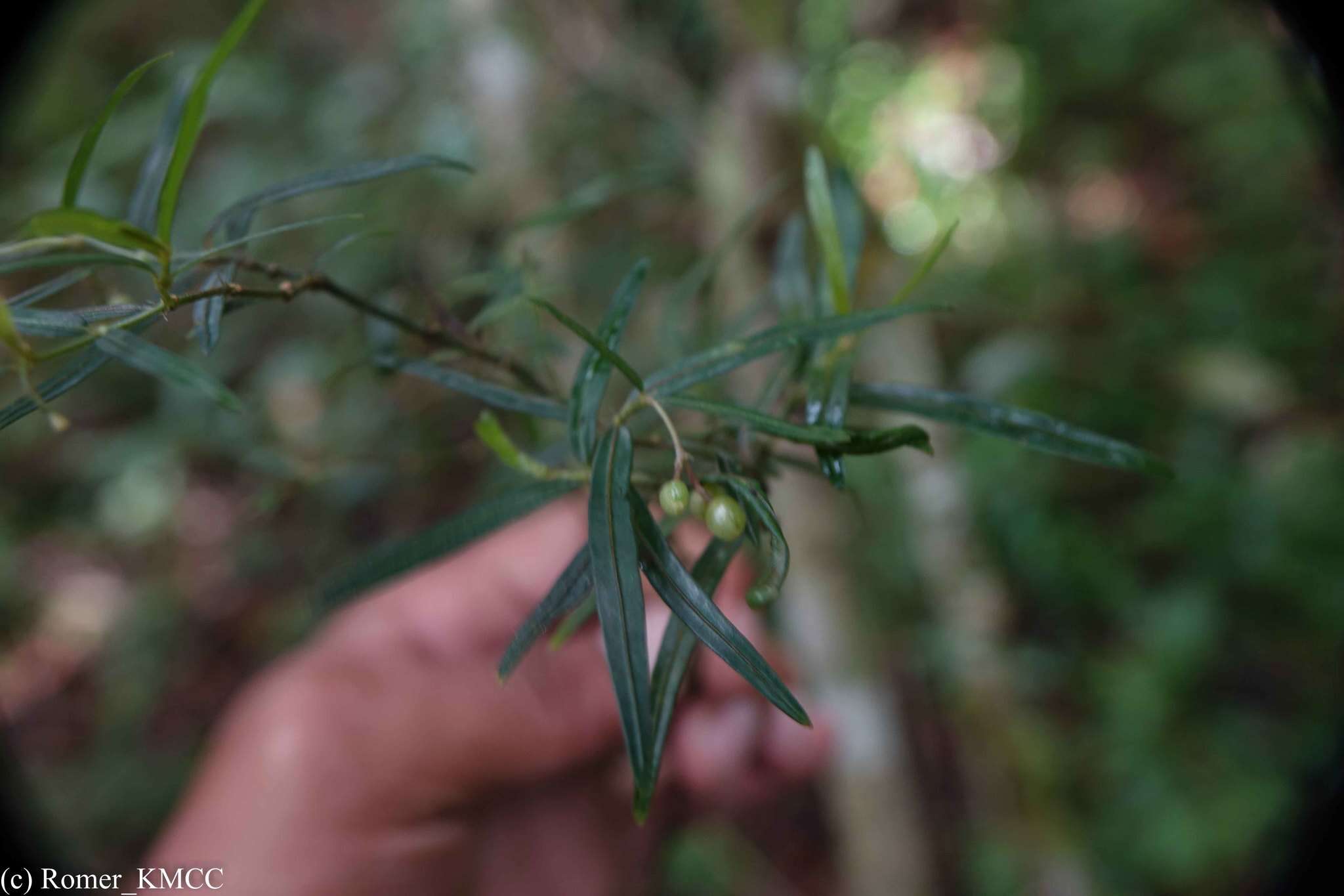 Plancia ëd Psychotria taxifolia Bremek.