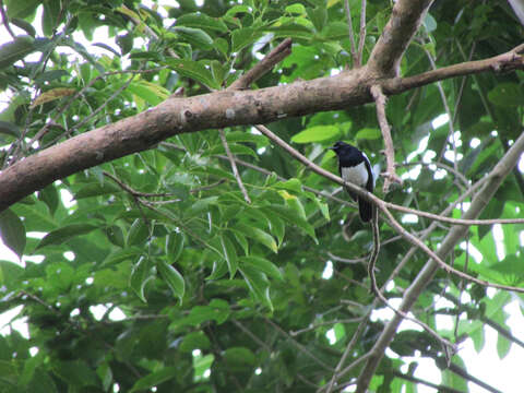 Image of Philippine Magpie-Robin