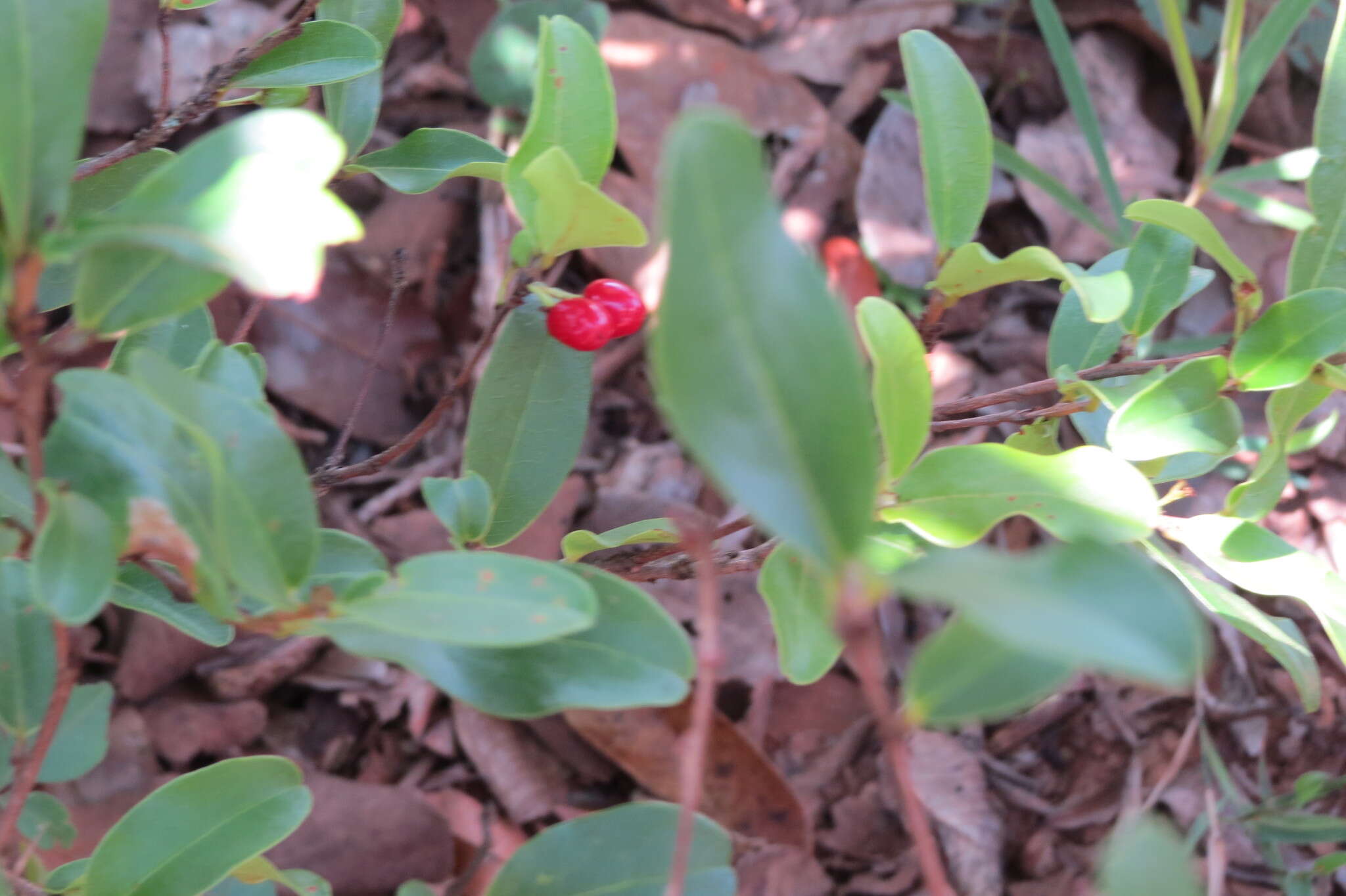 Sivun Erythroxylum campestre A. St.-Hil. kuva