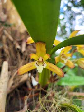 Image of Maxillaria chrysantha Barb. Rodr.