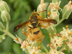 Image of Ancistrocerus lineativentris Cameron 1906