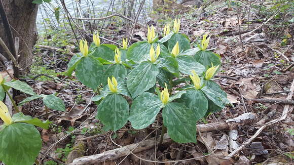 Image of yellow wakerobin