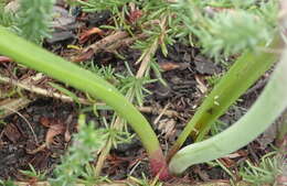 Imagem de Lachenalia youngii Baker