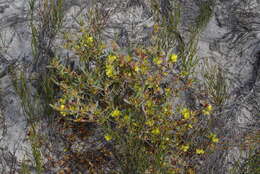 Image de Hibbertia subvaginata (Steudel) F. Müll.