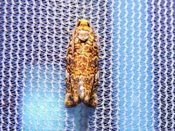 Image of Fruit-Tree Leafroller Moth