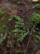 Image of Asplenium ciliatum C. Presl ex Bertero