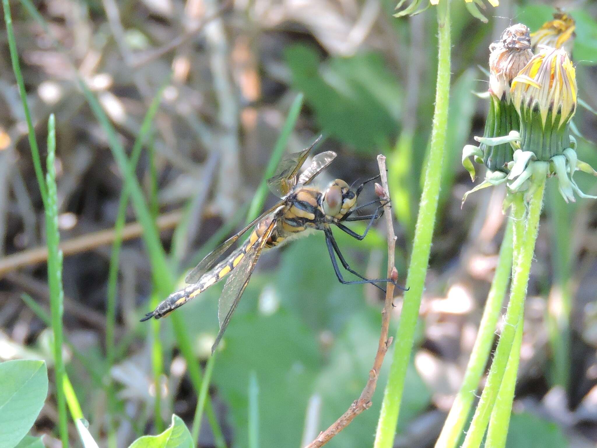 Image of eurasian baskettail