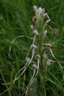 Himantoglossum adriaticum H. Baumann resmi