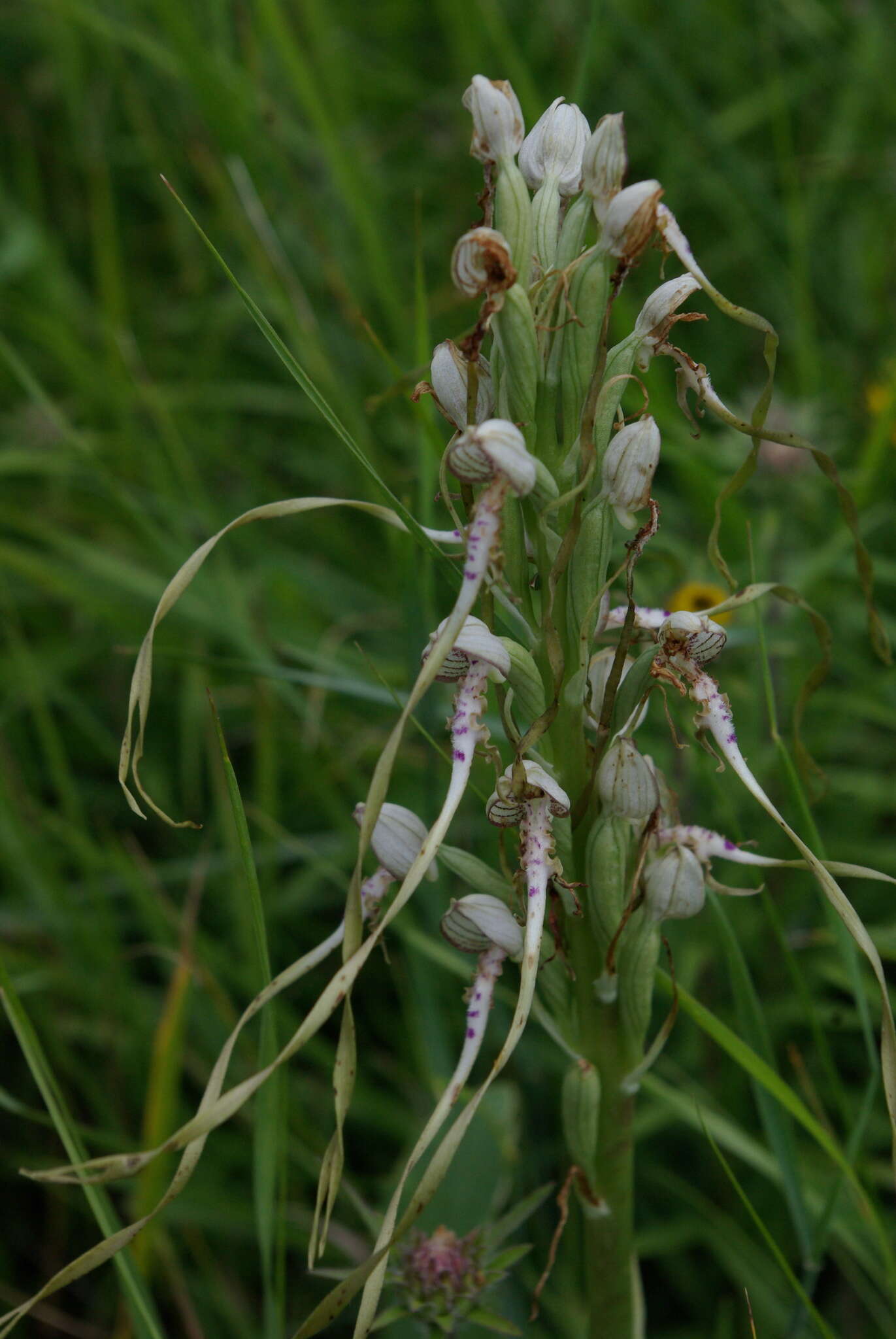 Himantoglossum adriaticum H. Baumann resmi