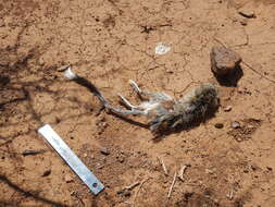 Image of banner-tailed kangaroo rat