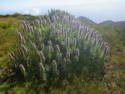 Image of Echium hierrense Webb ex C. Bolle