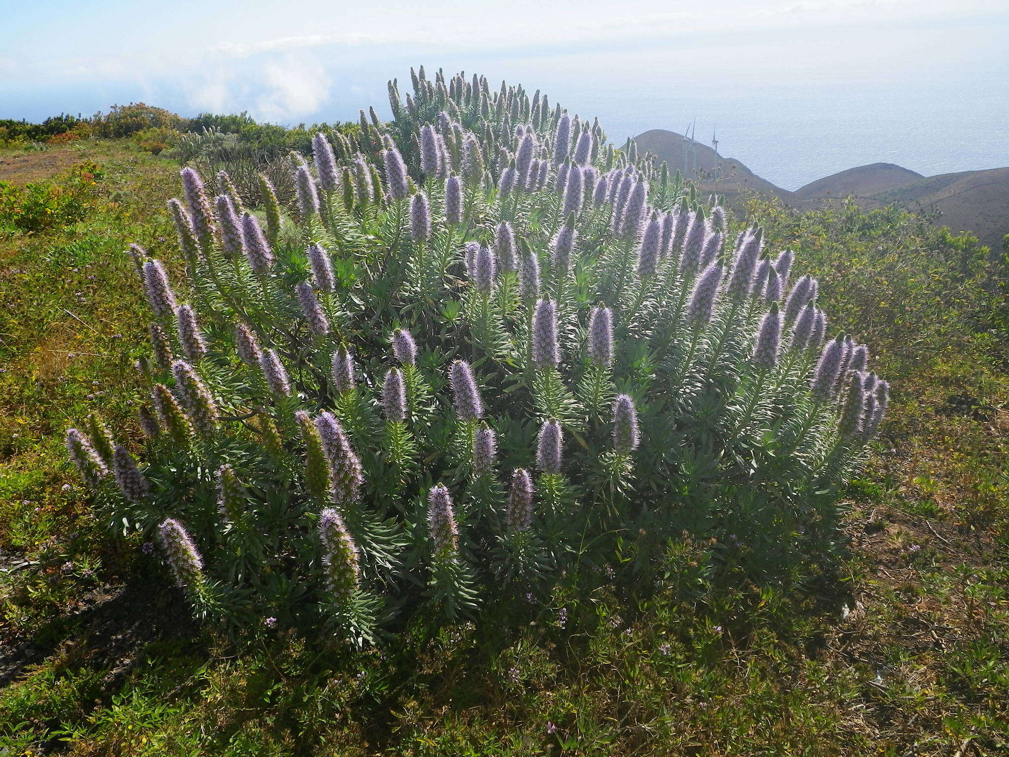 Image of Echium hierrense Webb ex C. Bolle