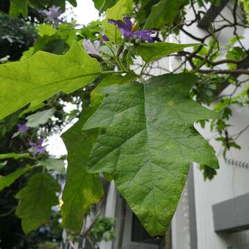 Слика од Solanum wrightii Benth.