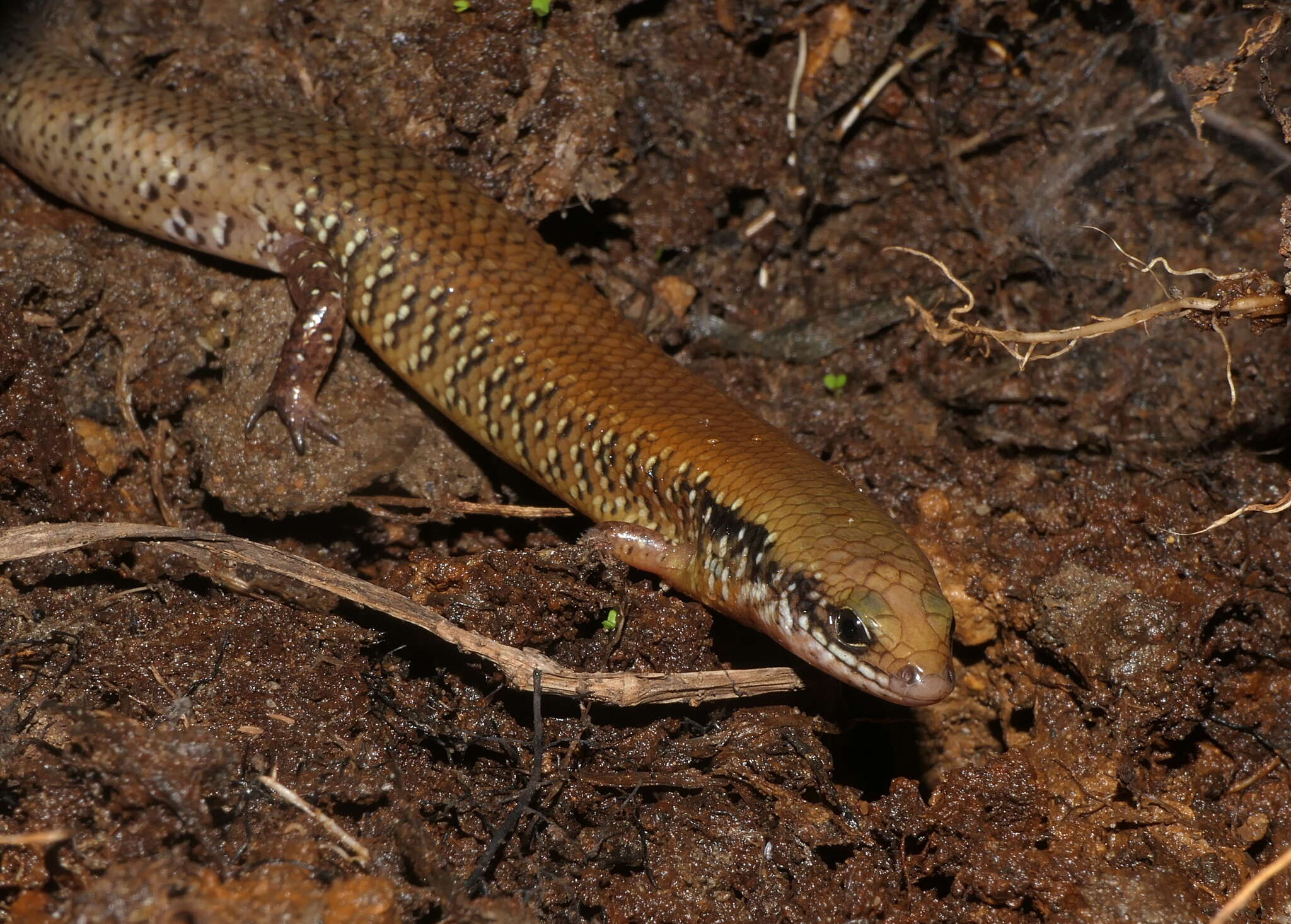 Image of Ateuchosaurus