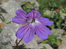 Image of Glandular Crane's-bill