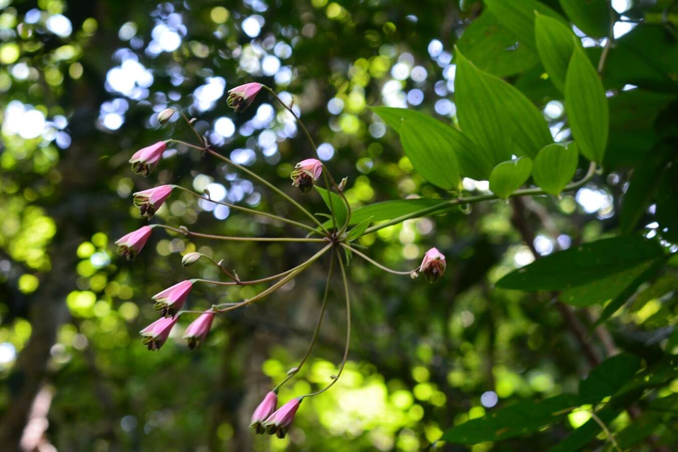 Image of Bomarea edulis (Tussac) Herb.