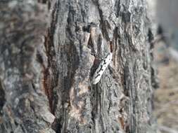 Image de Ethmia candidella Alphéraky 1908