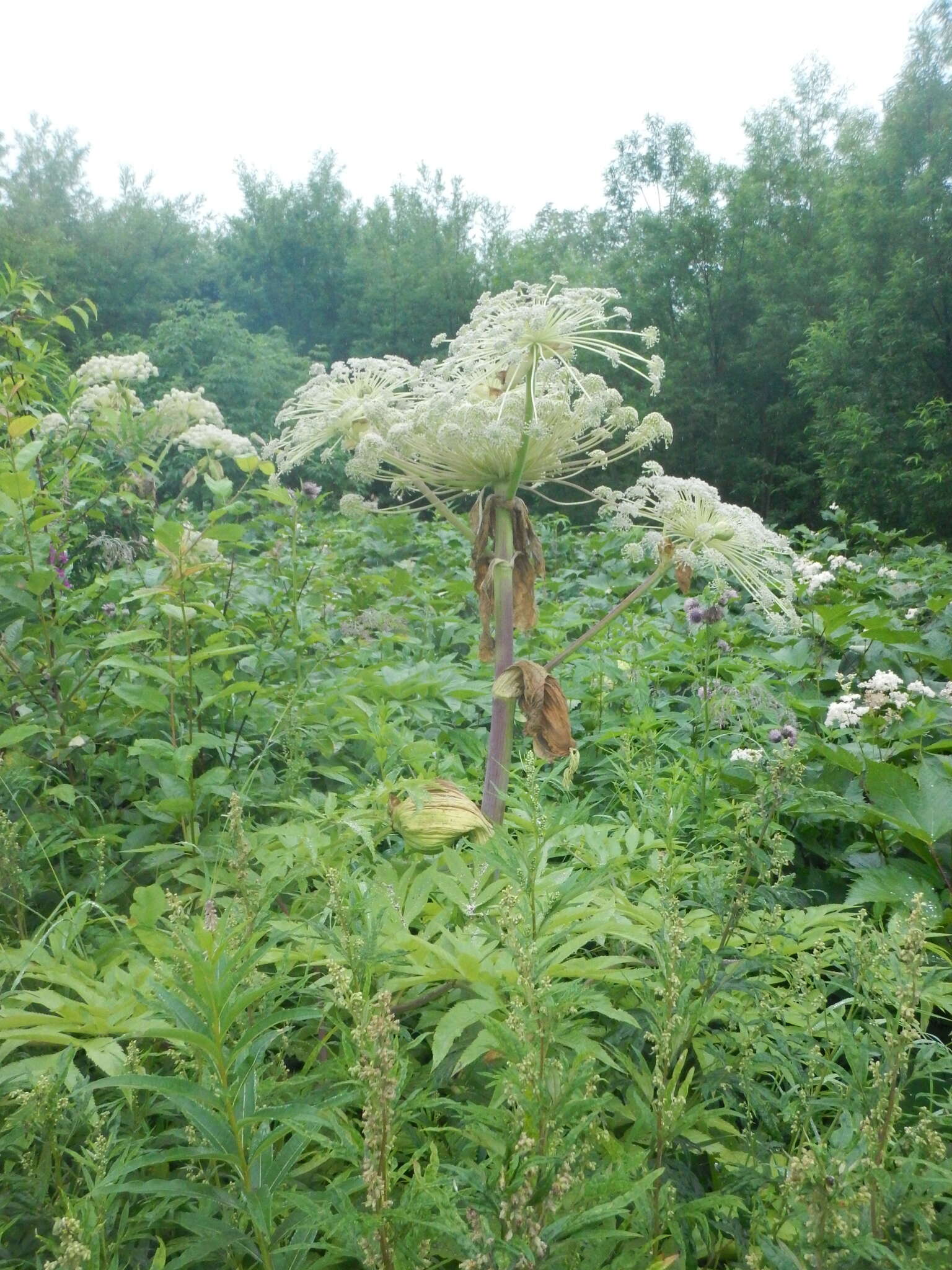 Image of Angelica ursina (Rupr.) Regel