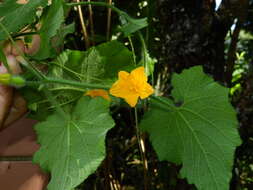 Image of Thladiantha nudiflora Hemsl.