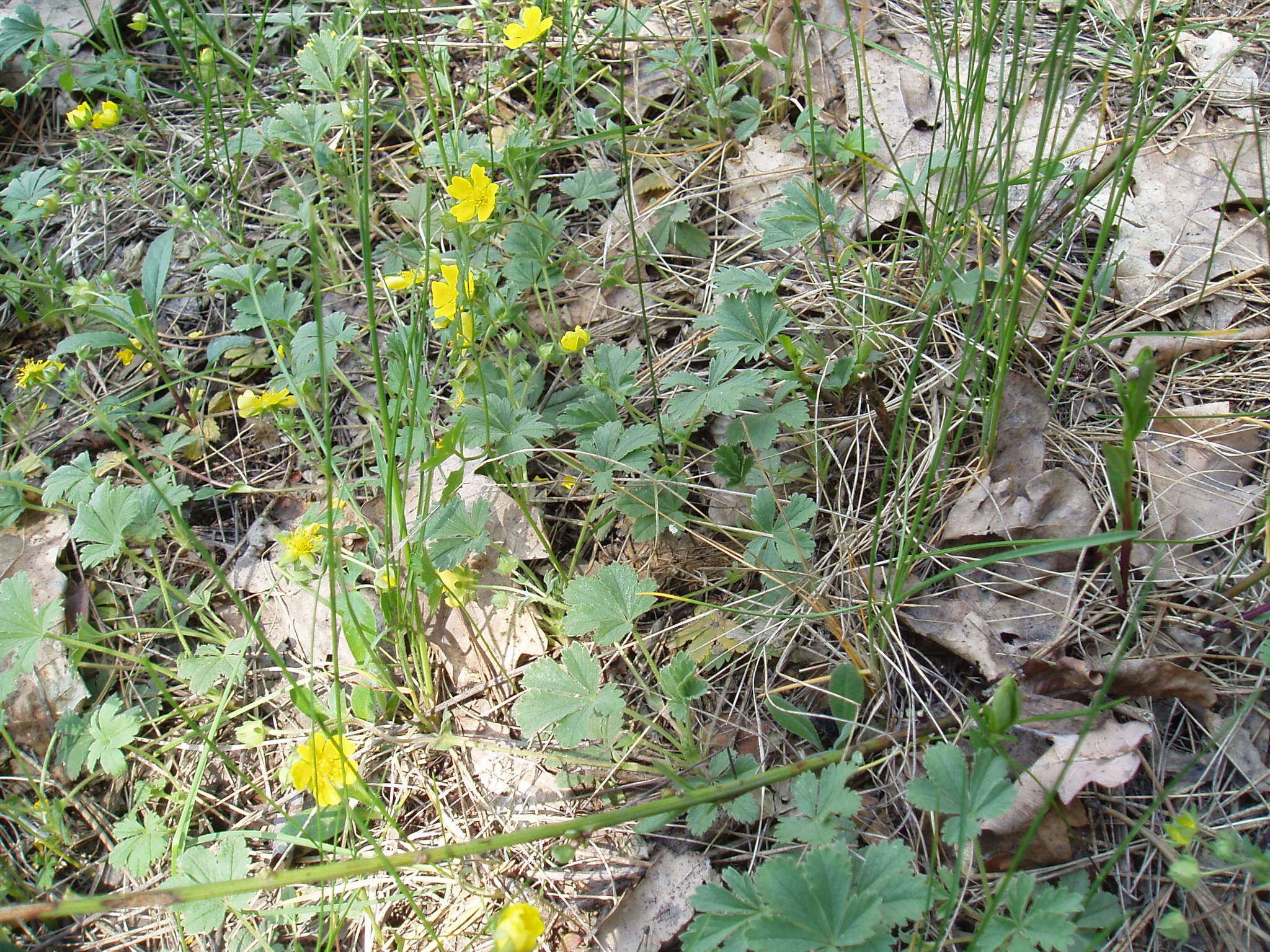 Image of Potentilla incana Gaertn. Mey. & Scherb.