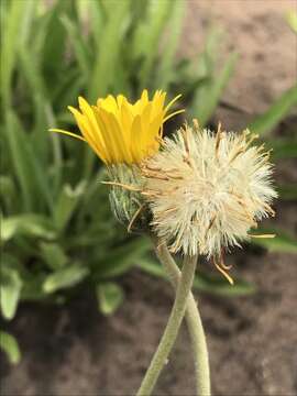 Image de Gerbera ambigua (Cass.) Sch. Bip.