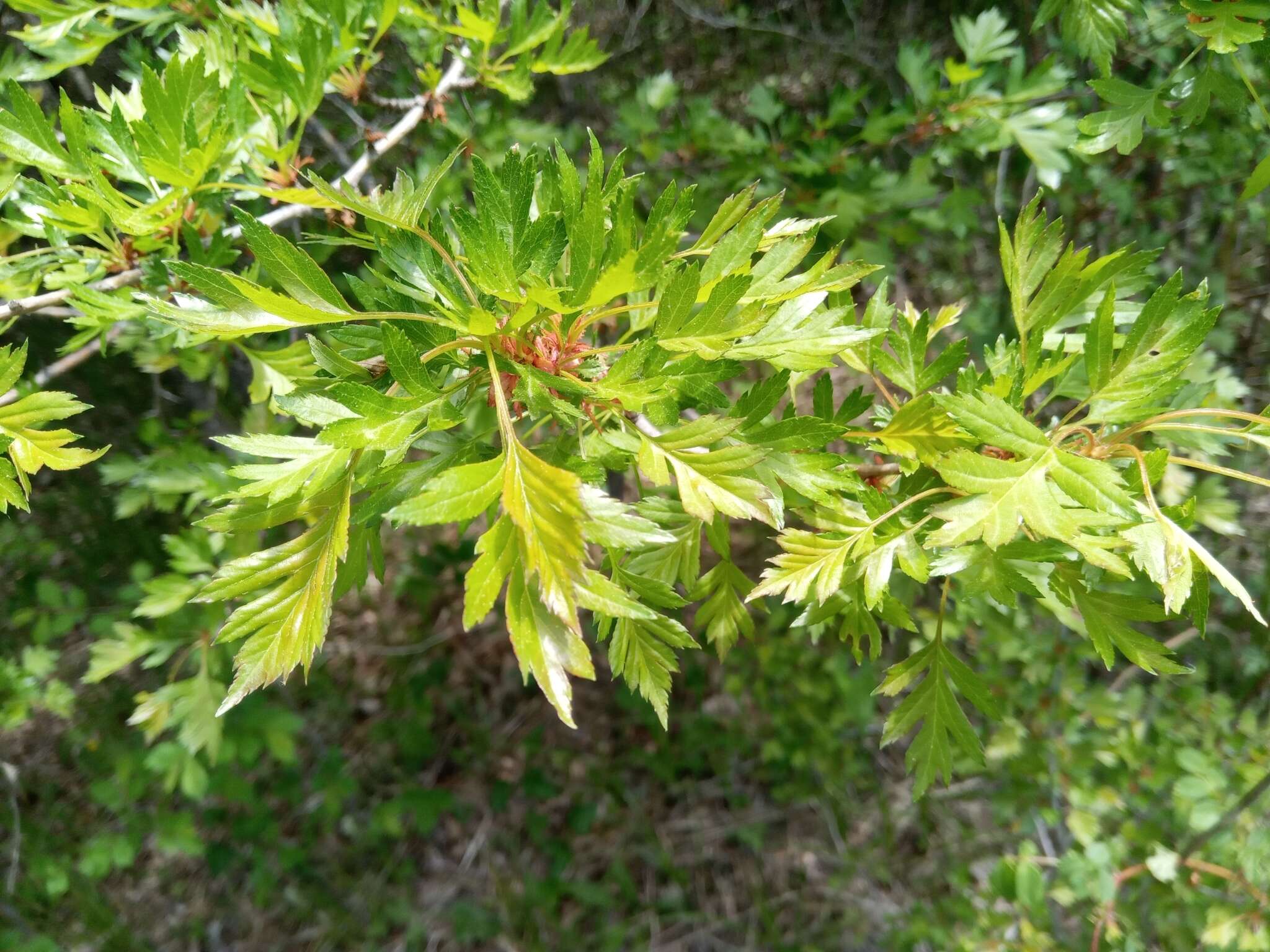 Image of Chinese Hawthorn