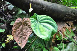 Anthurium dressleri Croat resmi